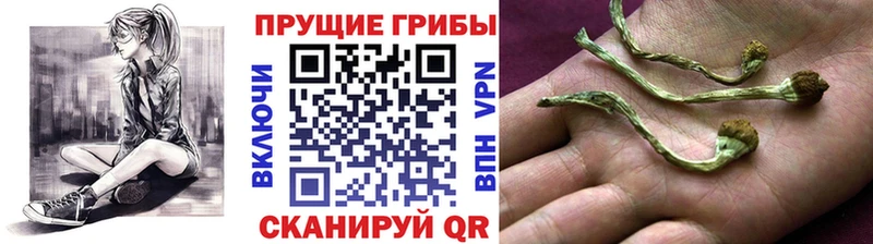 купить наркоту Тайшет Галлюциногенные грибы Cubensis